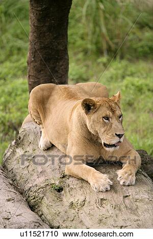 Female lion View Large Photo Image Stock Image - Female lion. Fotosearch