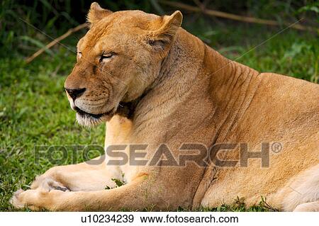 Stock Photo - Female lion. Fotosearch