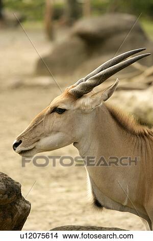 Gemsbok View Large Photo Image Picture - Gemsbok. Fotosearch