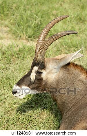 Gemsbok View Large Photo Image Stock Image - Gemsbok. Fotosearch