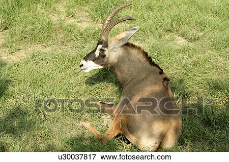 Gemsbok View Large Photo Image Stock Photo - Gemsbok. Fotosearch
