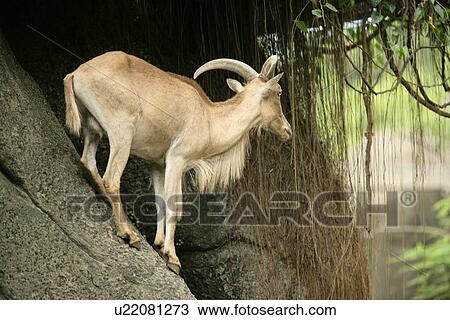 Gemsboks View Large Photo Image Stock Image - Gemsboks. Fotosearch