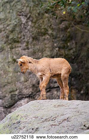 Stock Photo - Gemsboks. Fotosearch
