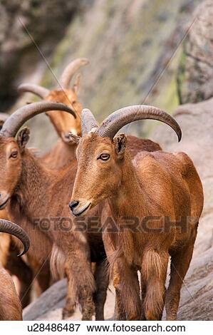Gemsboks View Large Photo Image Stock Photo - Gemsboks. Fotosearch
