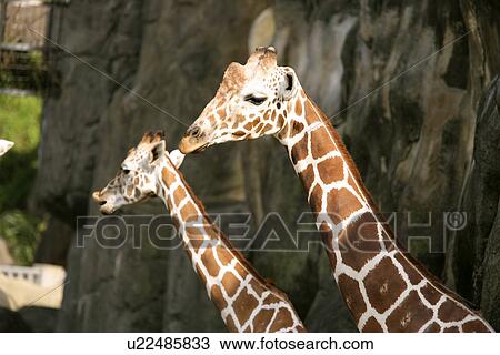 Stock Image - Giraffe heads of pair against the rock. Fotosearch