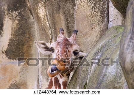 Giraffe leaning on rock View Large Photo Image Picture - Giraffe leaning on rock. Fotosearch