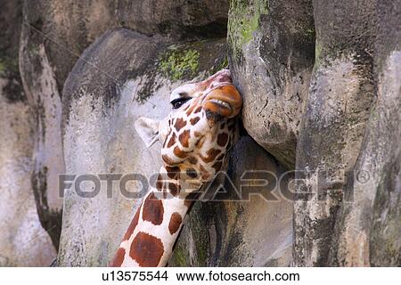 Picture - Giraffe leaning on rock. Fotosearch