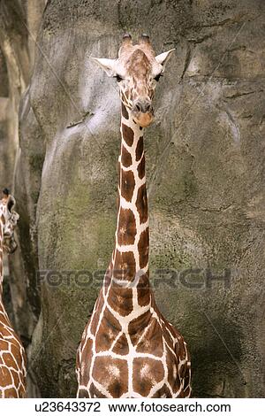 Giraffes View Large Photo Image Stock Image - Giraffes. Fotosearch