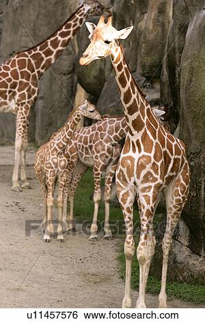 Giraffes View Large Photo Image Stock Photograph - Giraffes. Fotosearch