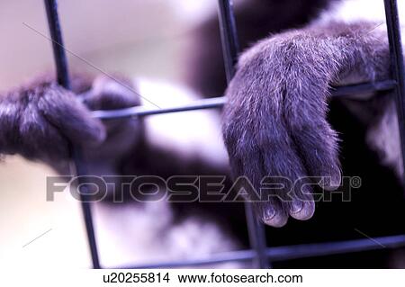 Picture - Gorilla fingers between bars on cage.. Fotosearch