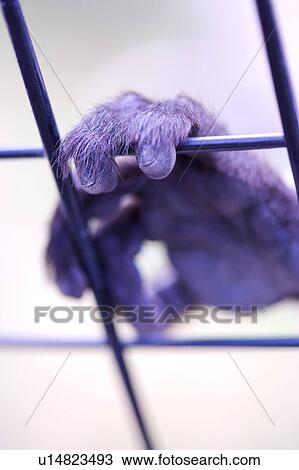 Gorilla fingers between bars on cage. View Large Photo Image Stock Image - Gorilla fingers between bars on cage.. Fotosearch