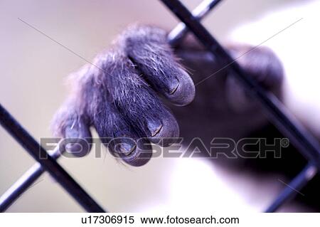 Gorilla fingers between bars on cage. View Large Photo Image Stock Photography - Gorilla fingers between bars on cage.. Fotosearch