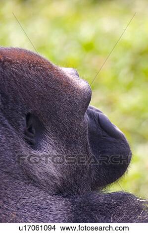 Picture - Gorilla. Fotosearch
