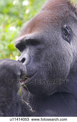 Stock Image - Gorilla. Fotosearch