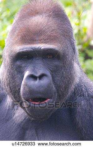Stock Image - Gorilla. Fotosearch
