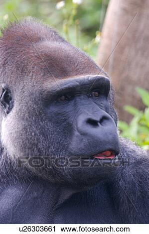 Stock Image - Gorilla. Fotosearch