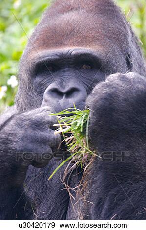 Stock Photo - Gorilla. Fotosearch