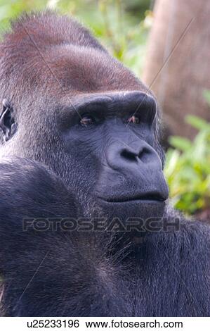Stock Photograph - Gorilla. Fotosearch