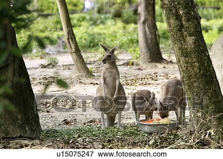 Stock Photo - Kangaroos. Fotosearch