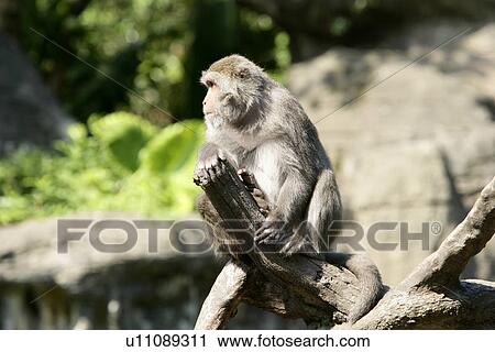 Macaca on tree limb View Large Photo Image Stock Image - Macaca on tree limb. Fotosearch