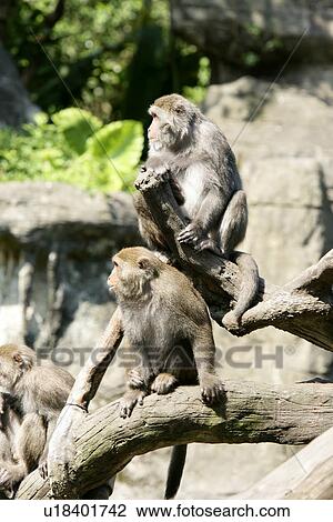Stock Image - Macacas on tree limb. Fotosearch