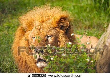 Male lion View Large Photo Image Stock Photography - Male lion. Fotosearch