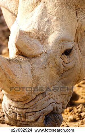Picture - Rhino, close-up. Fotosearch