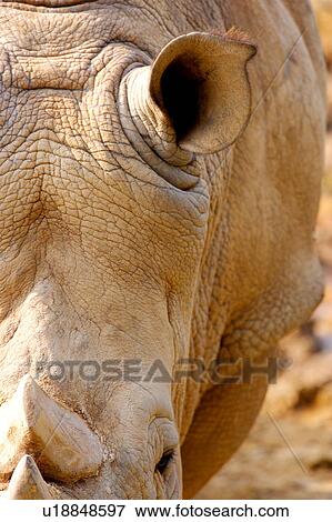 Stock Photo - Rhino, close-up. Fotosearch
