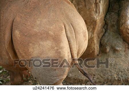 Rhino, posterior view View Large Photo Image Stock Photograph - Rhino, posterior view. Fotosearch