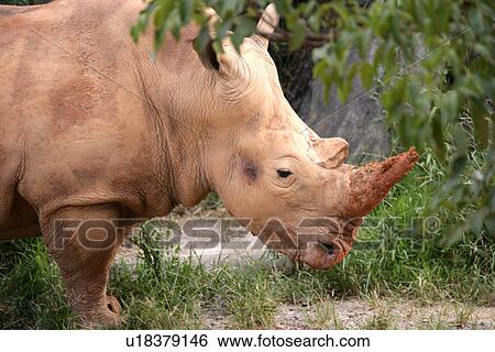 Stock Photograph - Rhino. Fotosearch