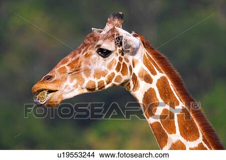 Side view of a giraffe's head View Large Photo Image Picture - Side view of a giraffe's head. Fotosearch
