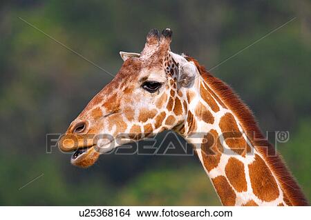Side view of a giraffe's head View Large Photo Image Picture - Side view of a giraffe's head. Fotosearch