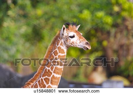 Stock Image - Side view of a giraffe's head. Fotosearch