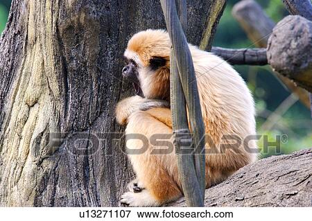 White-Handed Gibbon View Large Photo Image Stock Photo - White-Handed Gibbon. Fotosearch