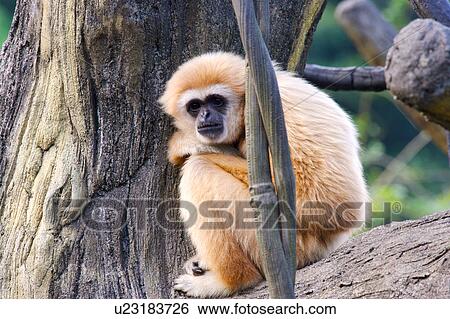 Stock Photograph - White-Handed Gibbon. Fotosearch