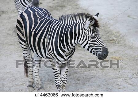Zebra, high angle view View Large Photo Image Stock Photograph - Zebra, high angle view. Fotosearch