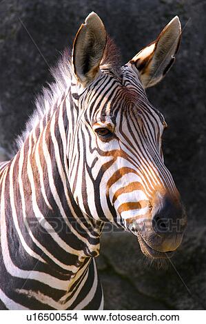 Picture - Zebra. Fotosearch