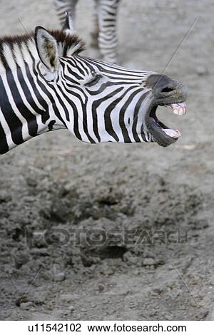 Zebra View Large Photo Image Stock Image - Zebra. Fotosearch