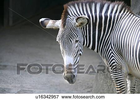 Zebra View Large Photo Image Stock Photo - Zebra. Fotosearch