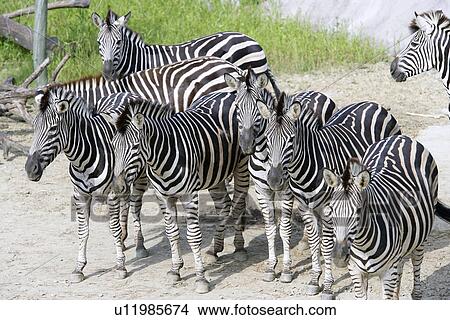 Zebras, high angle view View Large Photo Image Picture - Zebras, high angle view. Fotosearch