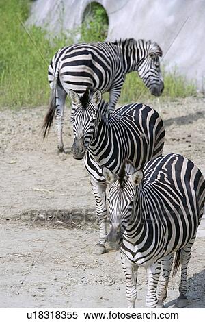 Zebras, high angle view View Large Photo Image Stock Photography - Zebras, high angle view. Fotosearch