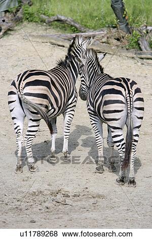Stock Photo - Zebras, rear view. Fotosearch