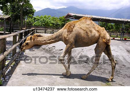 Stock Photo - Camel behind fence, side view. Fotosearch