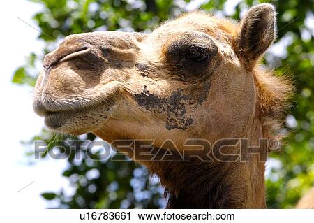 Camel's head, close-up View Large Photo Image Stock Image - Camel's head, close-up. Fotosearch