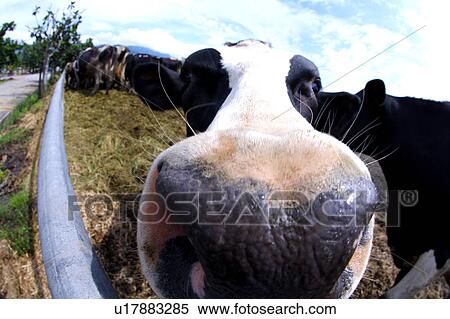 Stock Photography - Close-up of a cow behind fence(fish-eye). Fotosearch