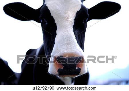 Stock Image - Close-up of a cow. Fotosearch
