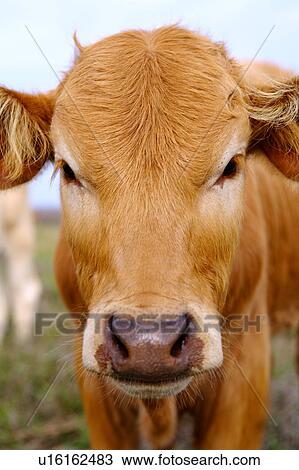 Close-up of a cow View Large Photo Image Stock Image - Close-up of a cow. Fotosearch