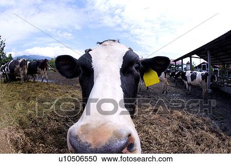 Close-up of a cow(fish-eye) View Large Photo Image Stock Image - Close-up of a cow(fish-eye). Fotosearch