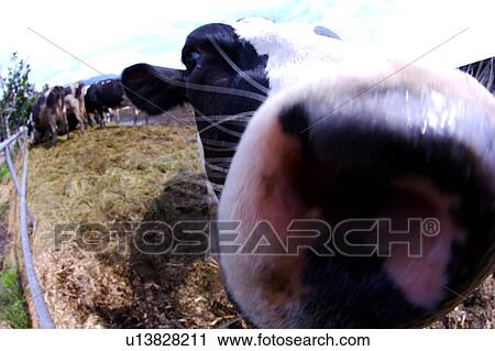 Stock Image - Close-up of a cow(fish-eye). Fotosearch