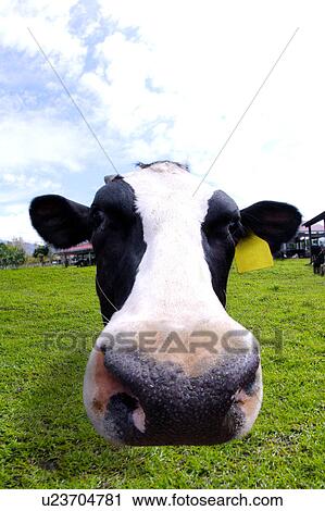 Stock Image - Close-up of a cow(fish-eye). Fotosearch